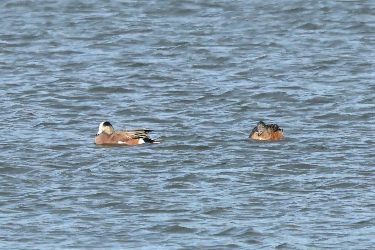 American Wigeon - ML646015136
