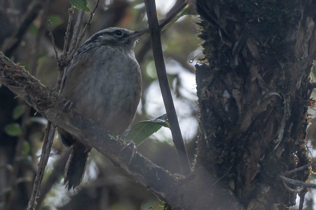 Cucarachero del Bambú - ML646015138