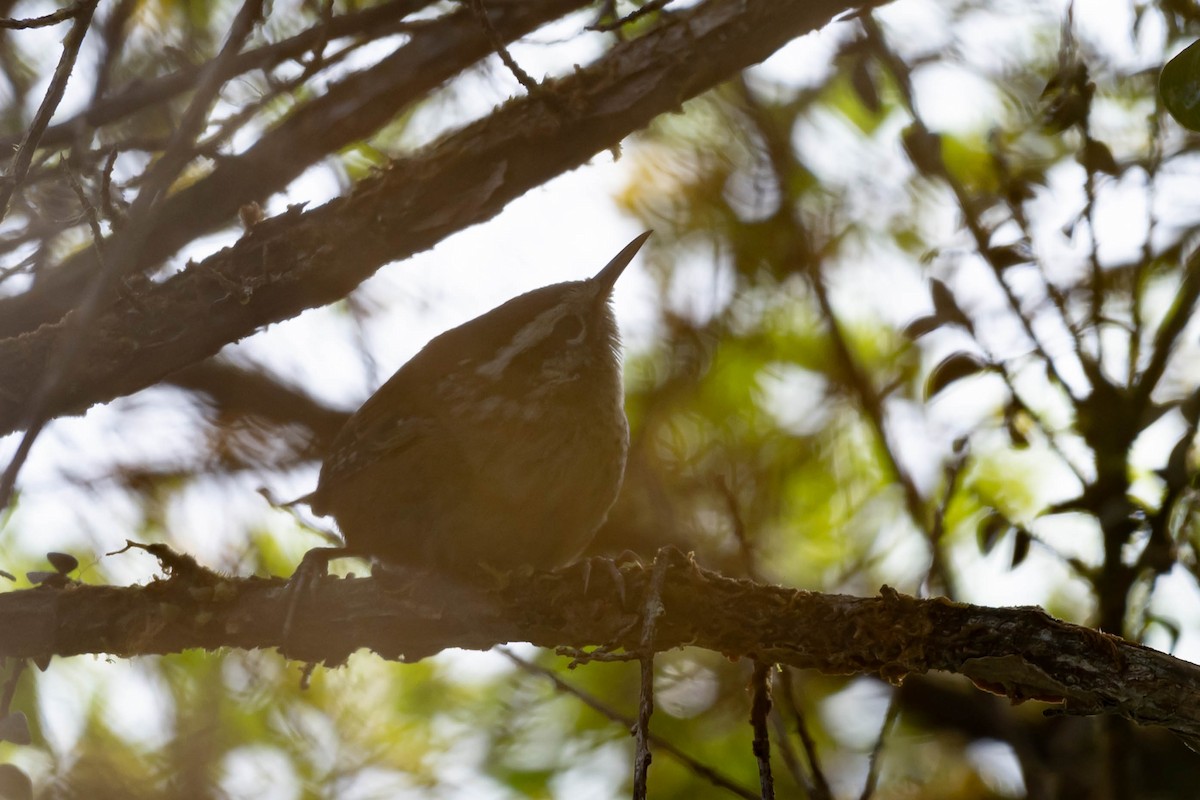 Cucarachero del Bambú - ML646015139