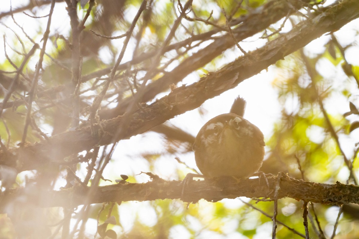 Cucarachero del Bambú - ML646015140