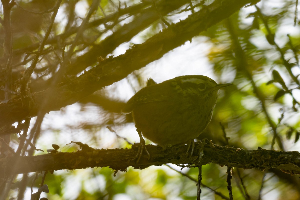 Cucarachero del Bambú - ML646015141