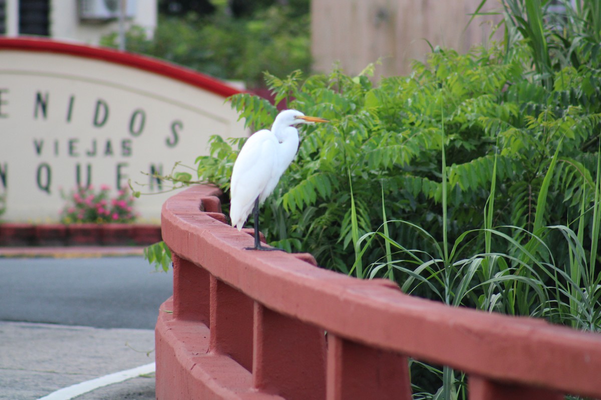 Great Egret - ML646015142