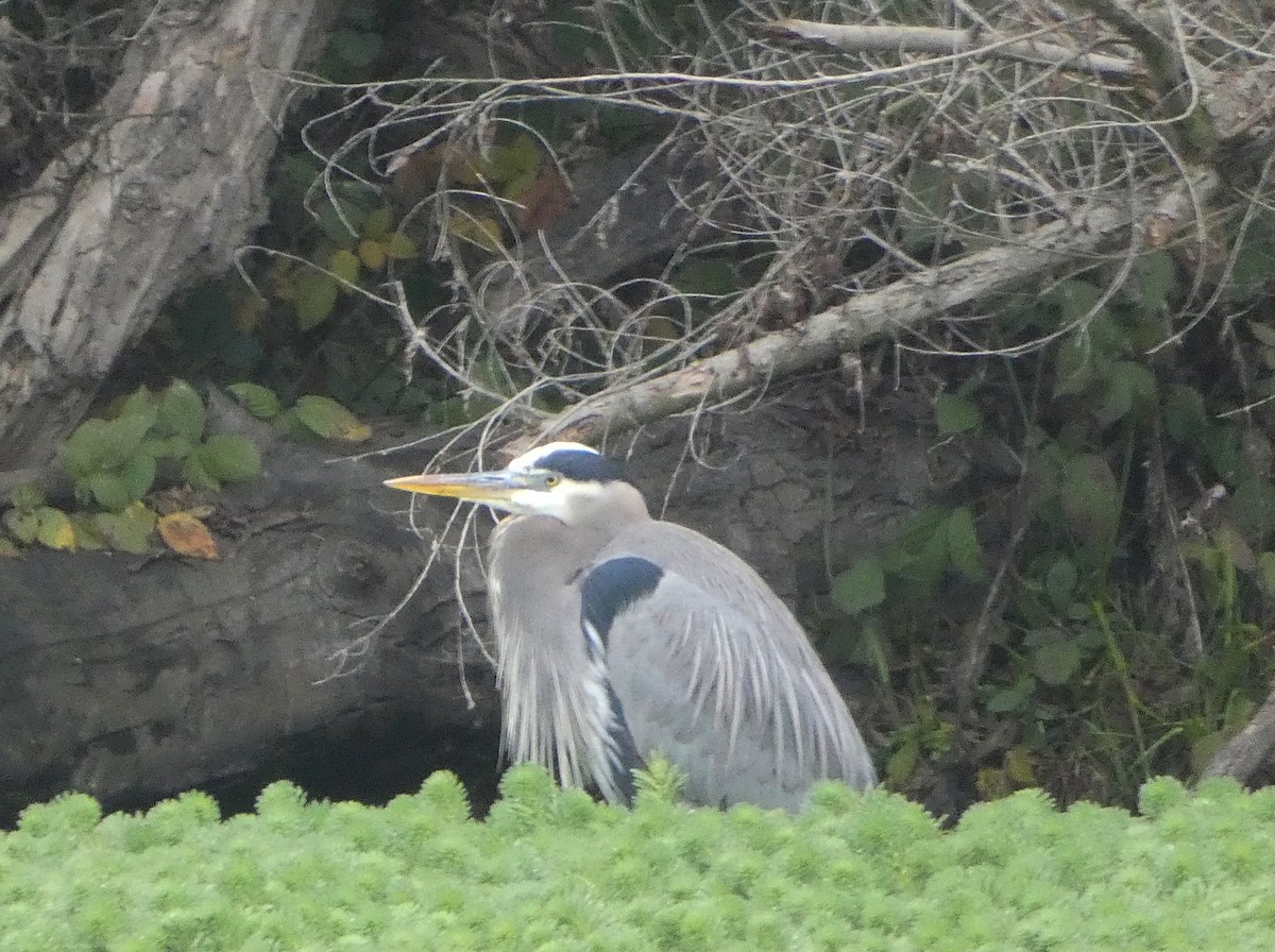 Great Blue Heron - ML646015143