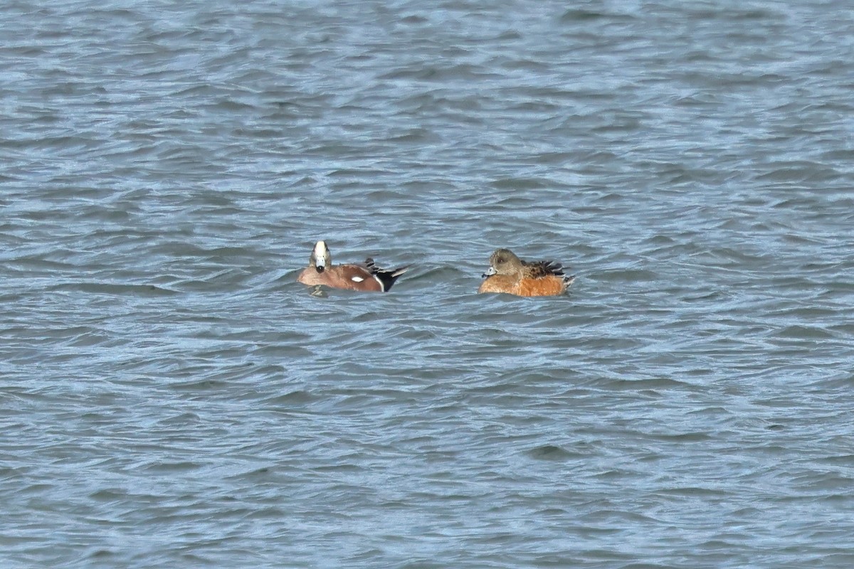 American Wigeon - ML646015145