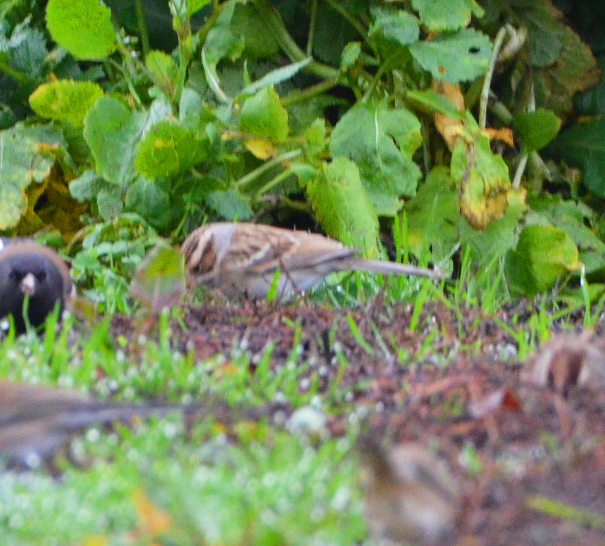 Clay-colored Sparrow - ML646015148