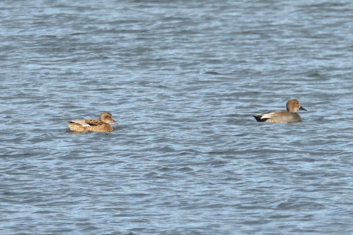Gadwall - ML646015150