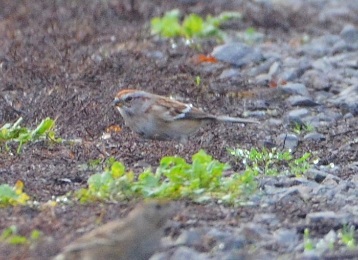 American Tree Sparrow - ML646015160