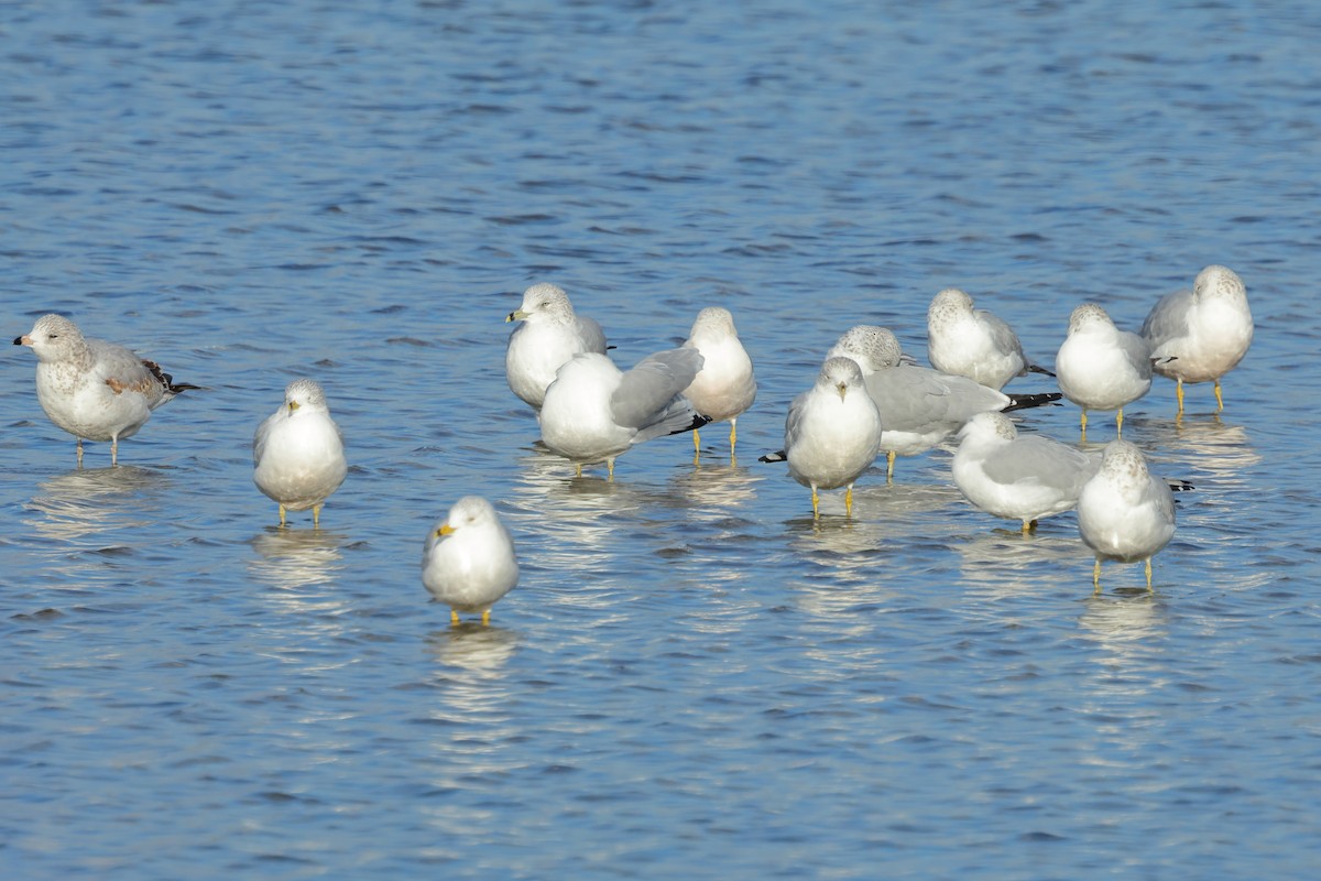 Ring-billed Gull - ML646015161