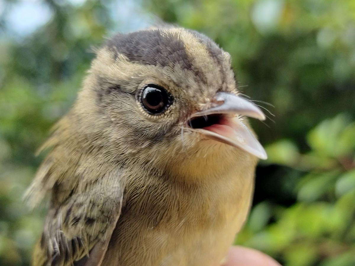 Three-striped Warbler - ML646015166