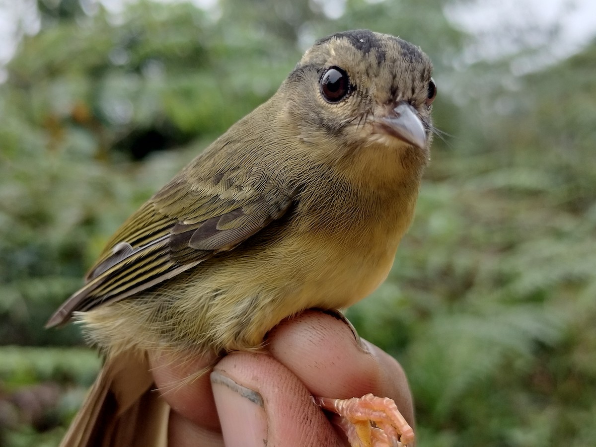 Three-striped Warbler - ML646015167