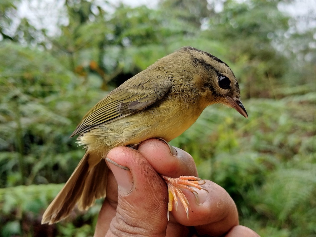 Three-striped Warbler - ML646015168