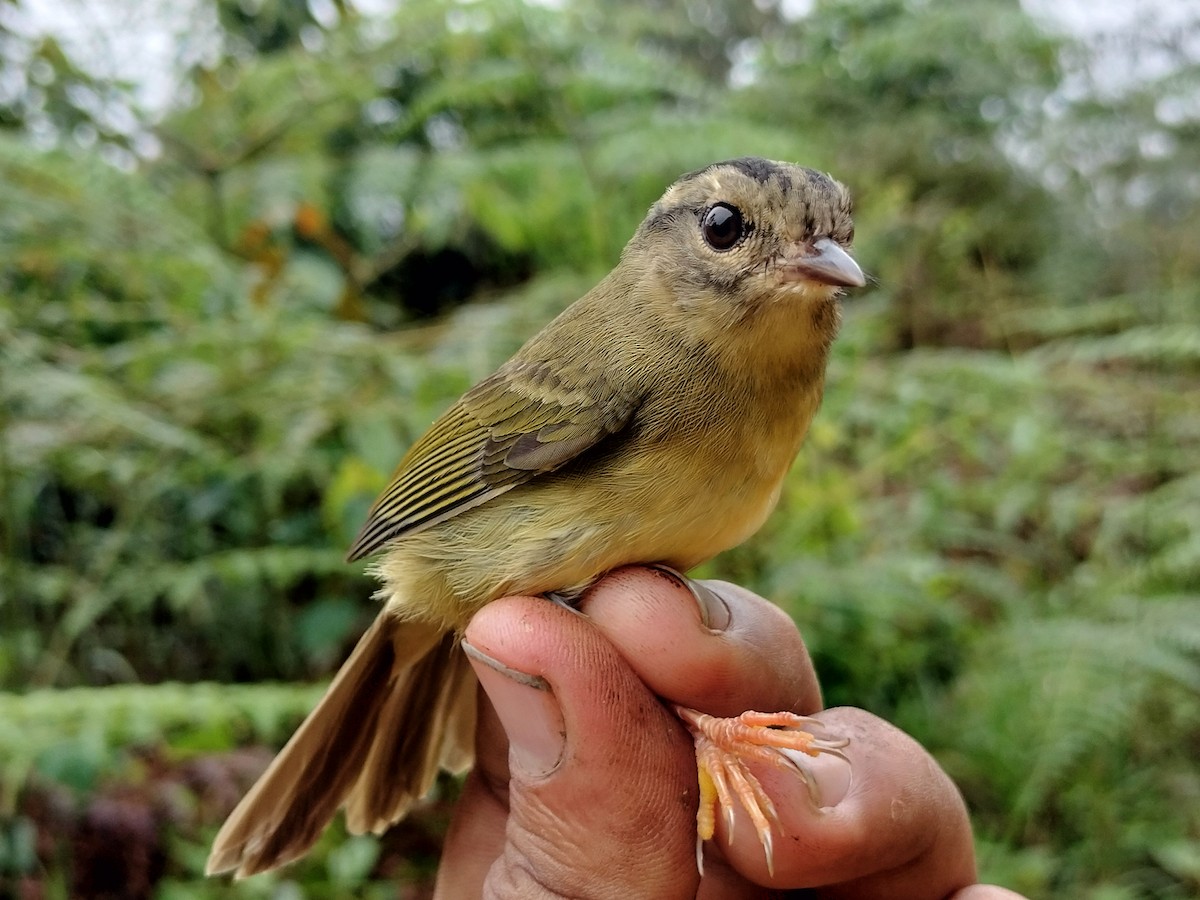 Three-striped Warbler - ML646015169