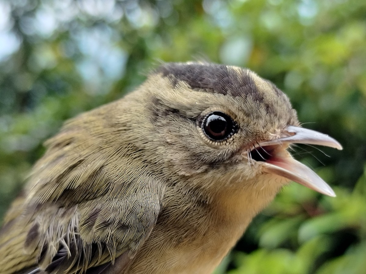 Three-striped Warbler - ML646015170
