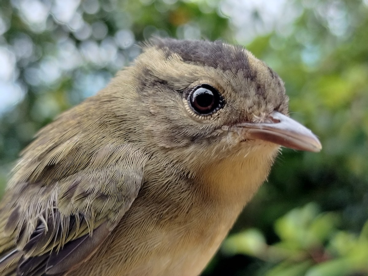 Three-striped Warbler - ML646015171