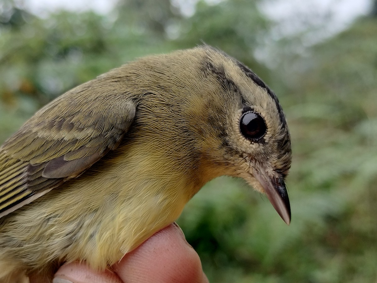 Three-striped Warbler - ML646015172