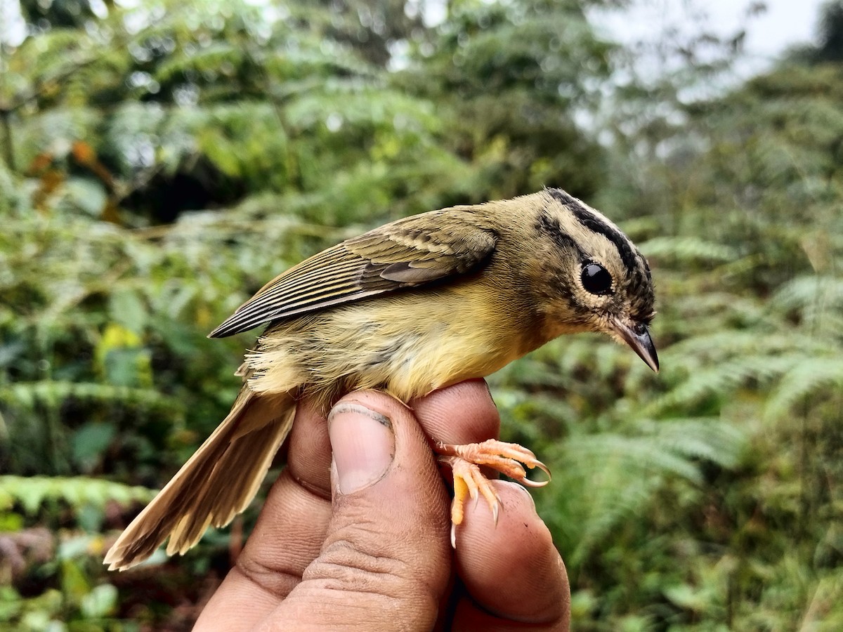 Three-striped Warbler - ML646015173