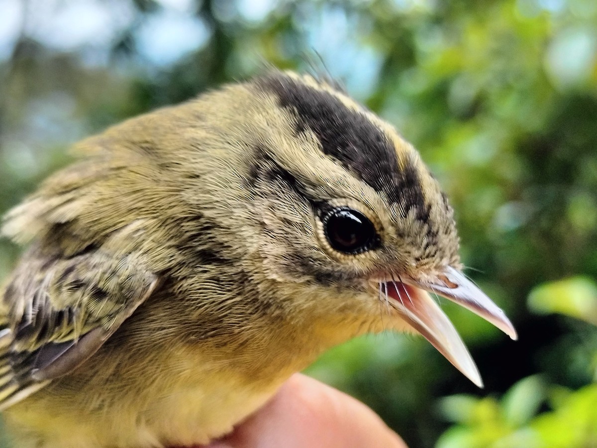 Three-striped Warbler - ML646015174