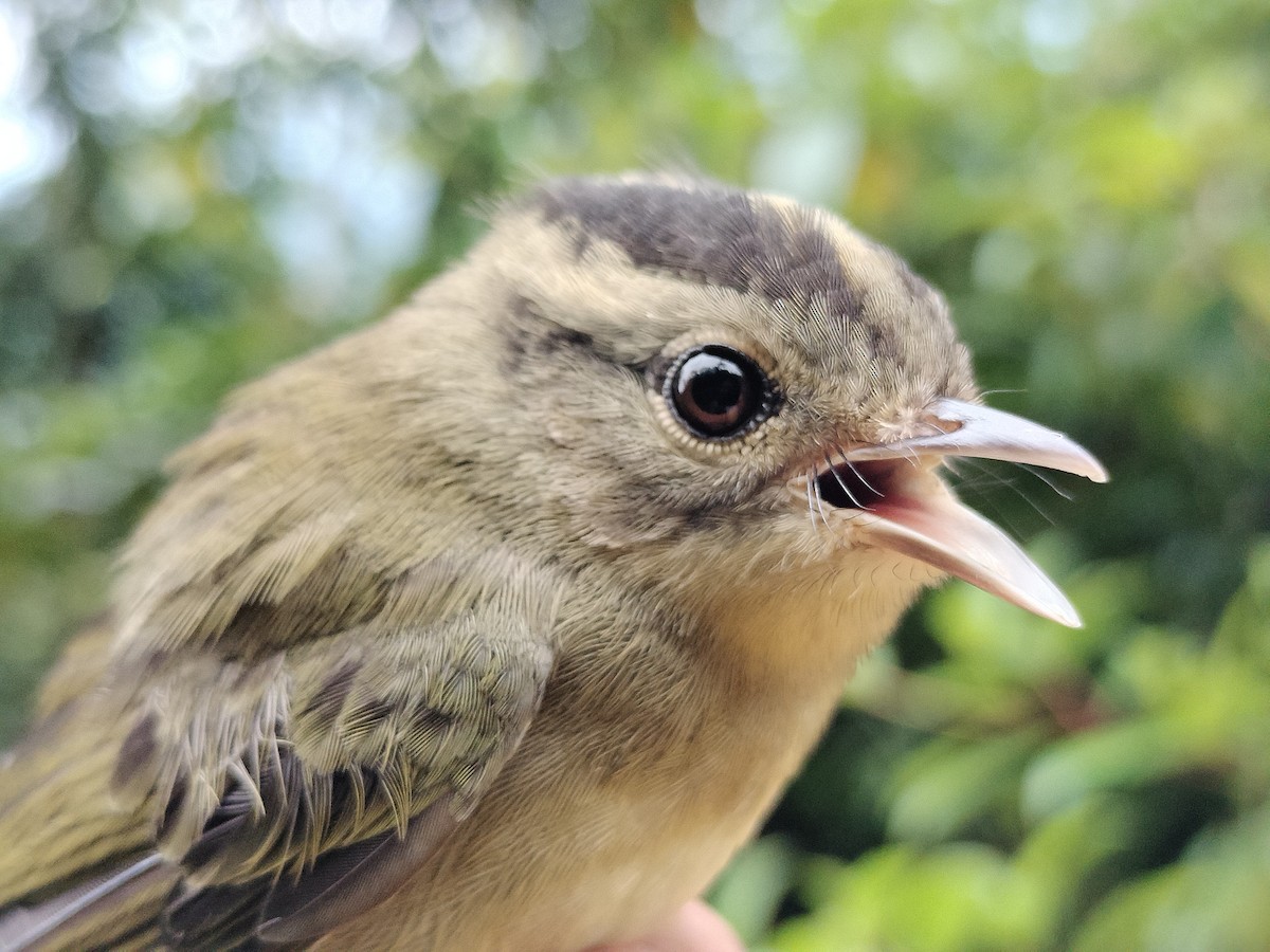 Three-striped Warbler - ML646015175
