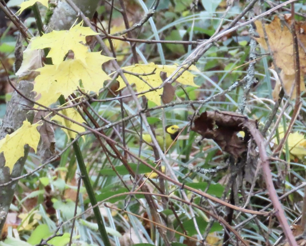 クロズキンアメリカムシクイ - ML646015178