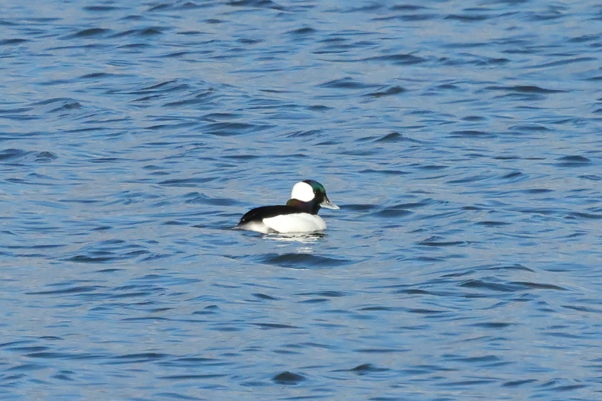 Bufflehead - ML646015185