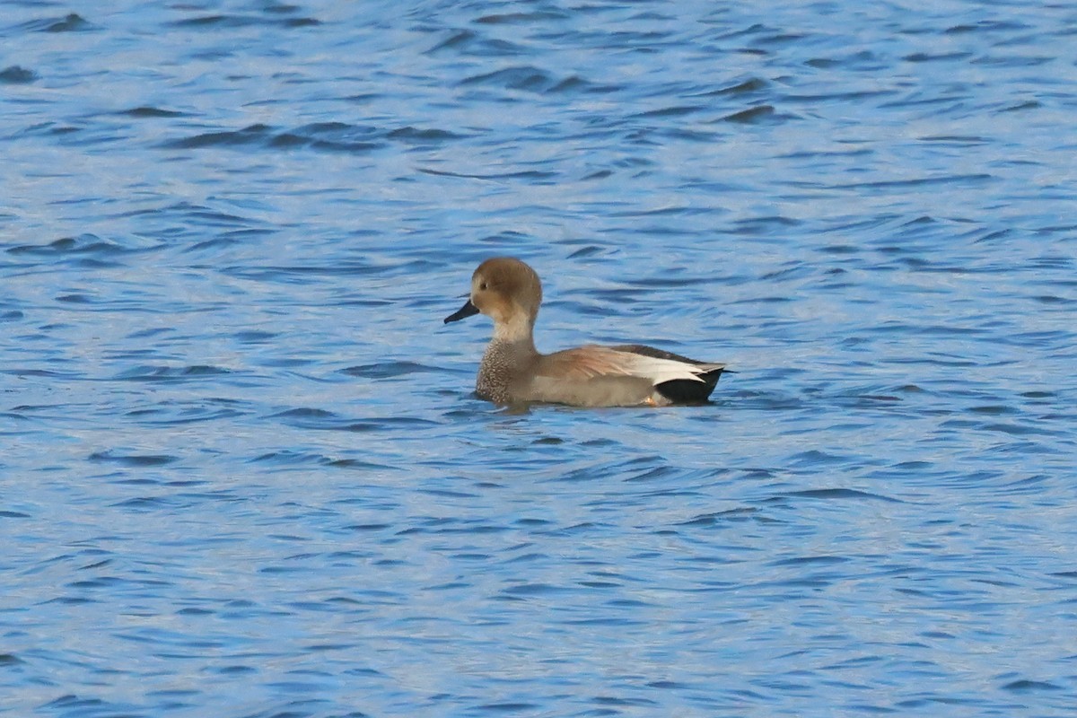 Gadwall - ML646015191
