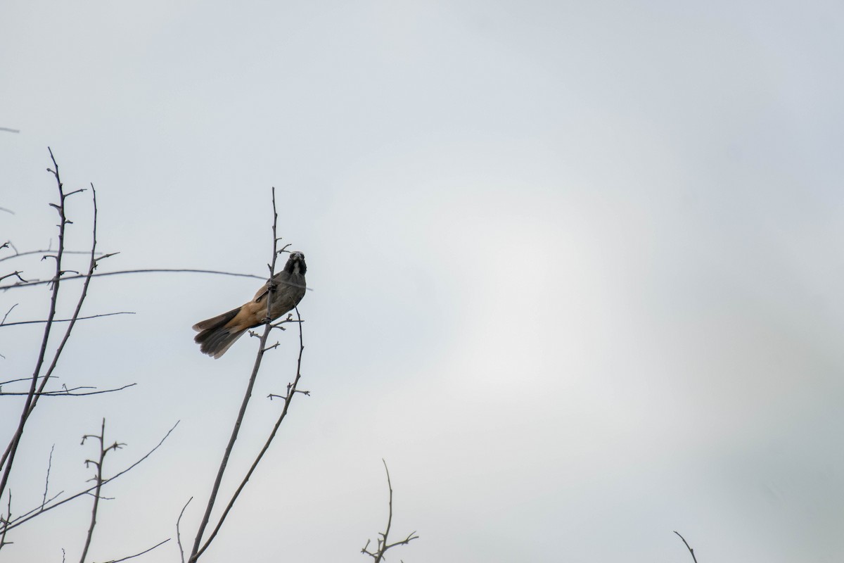 Cinnamon-bellied Saltator - ML646015192