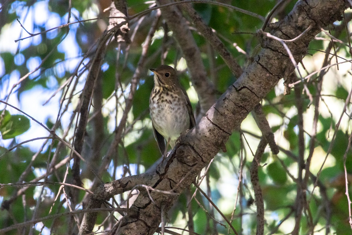 Hermit Thrush - ML646015194