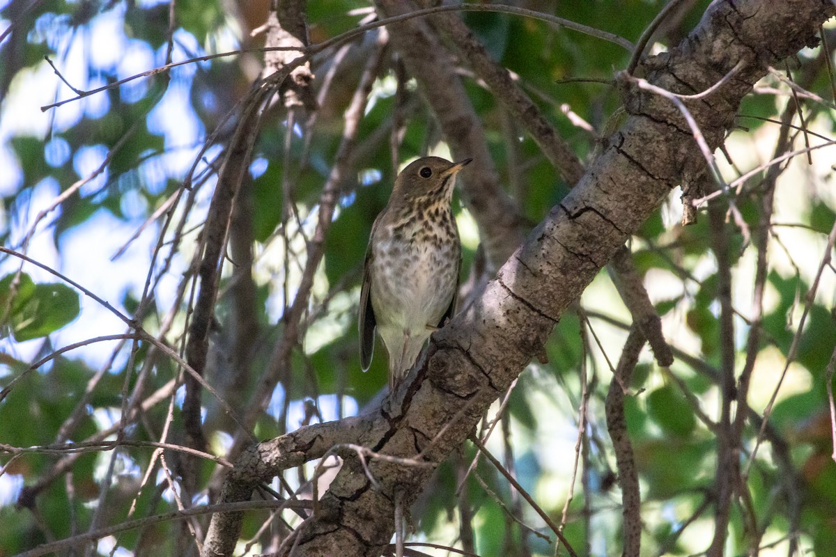 Hermit Thrush - ML646015195