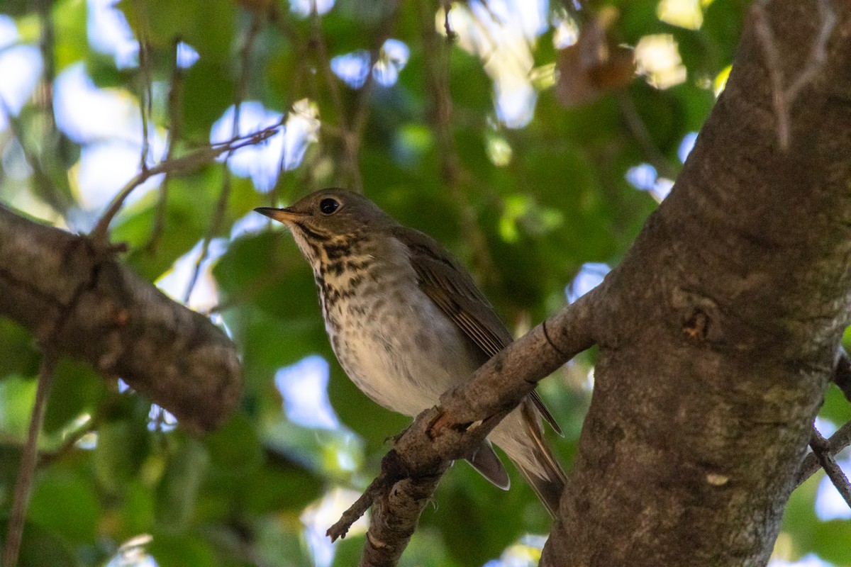 Hermit Thrush - ML646015196