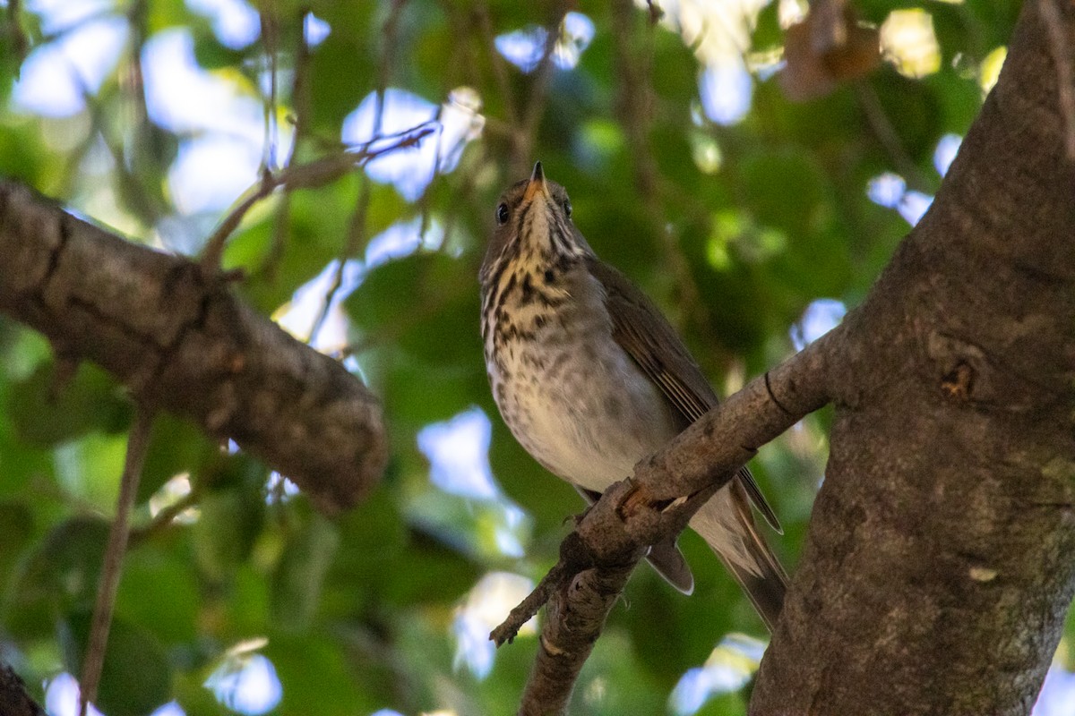 Hermit Thrush - ML646015197
