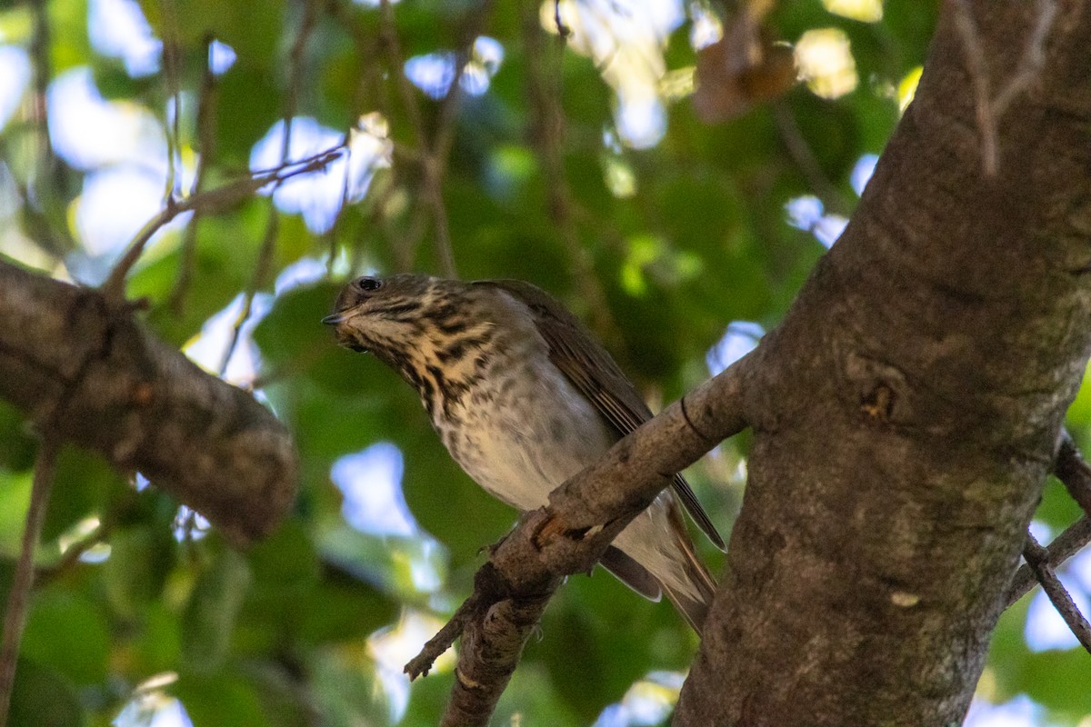 Hermit Thrush - ML646015198