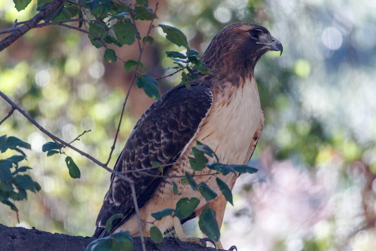 Red-tailed Hawk - ML646015205