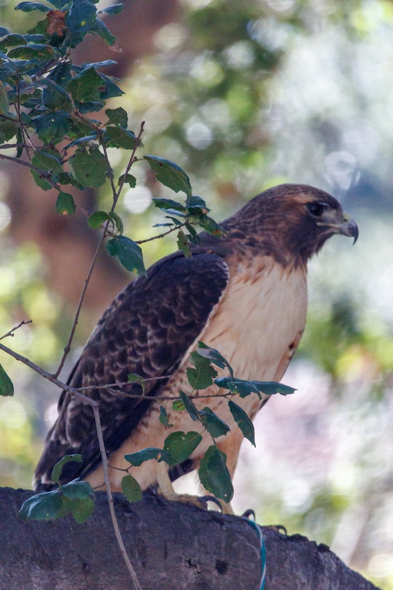 Red-tailed Hawk - ML646015207