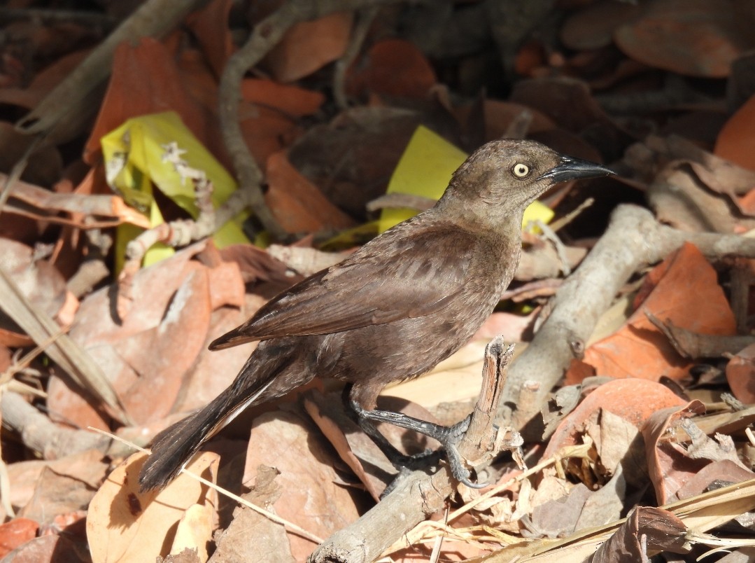 Carib Grackle - ML646015210