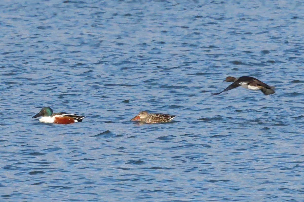 Northern Shoveler - ML646015211