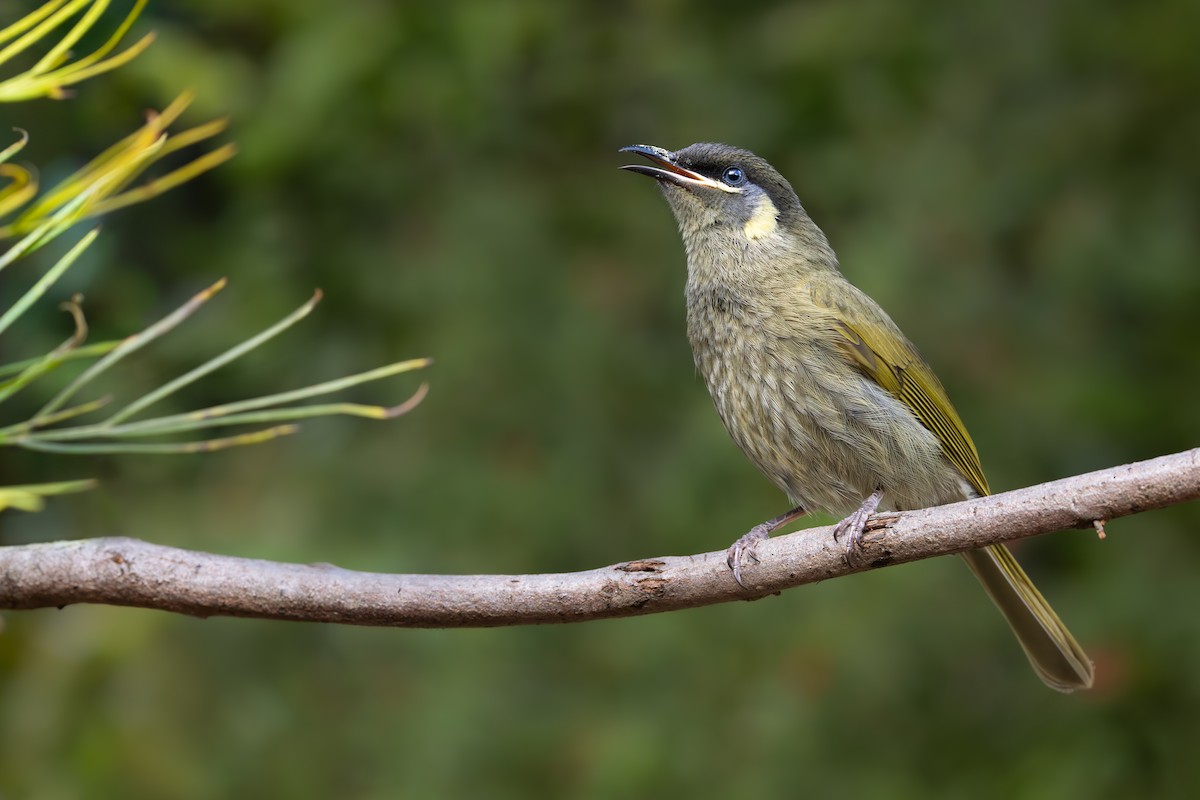 Lewin's Honeyeater - ML646015217