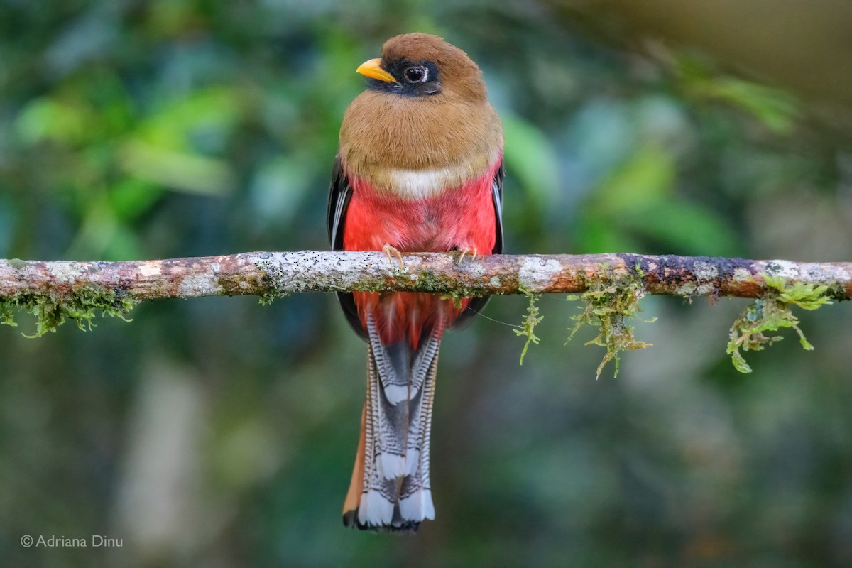 Masked Trogon - ML646015218