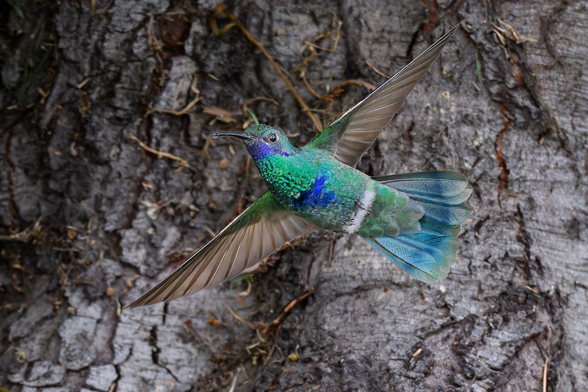 Колібрі синьочеревий - ML646015219