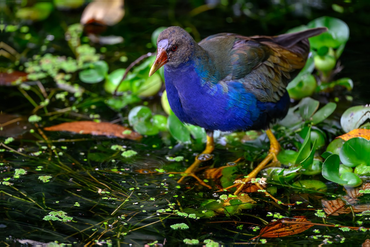 Purple Gallinule - ML646015235