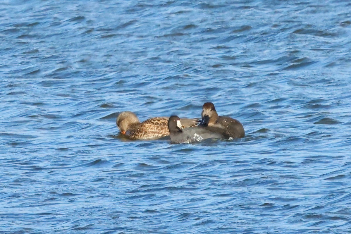 American Coot - ML646015237