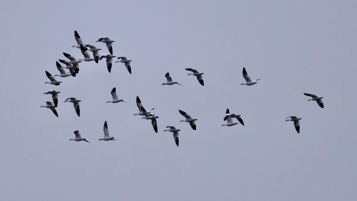 Elur-antzara - ML646015238