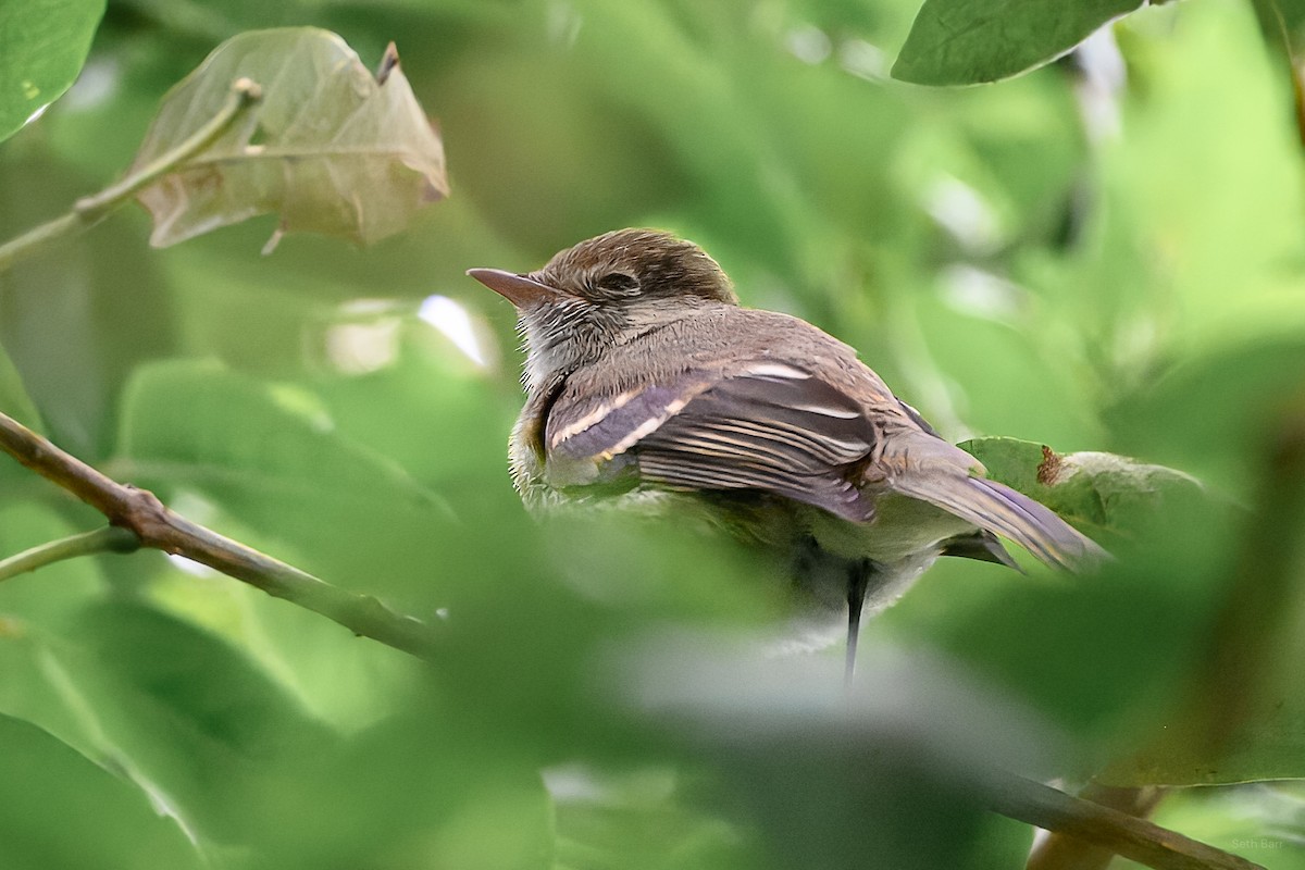 White-crested Elaenia - ML646015244