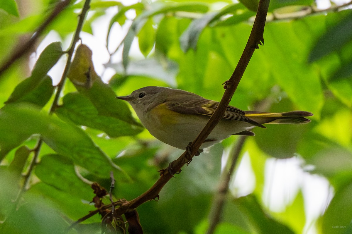 American Redstart - ML646015249