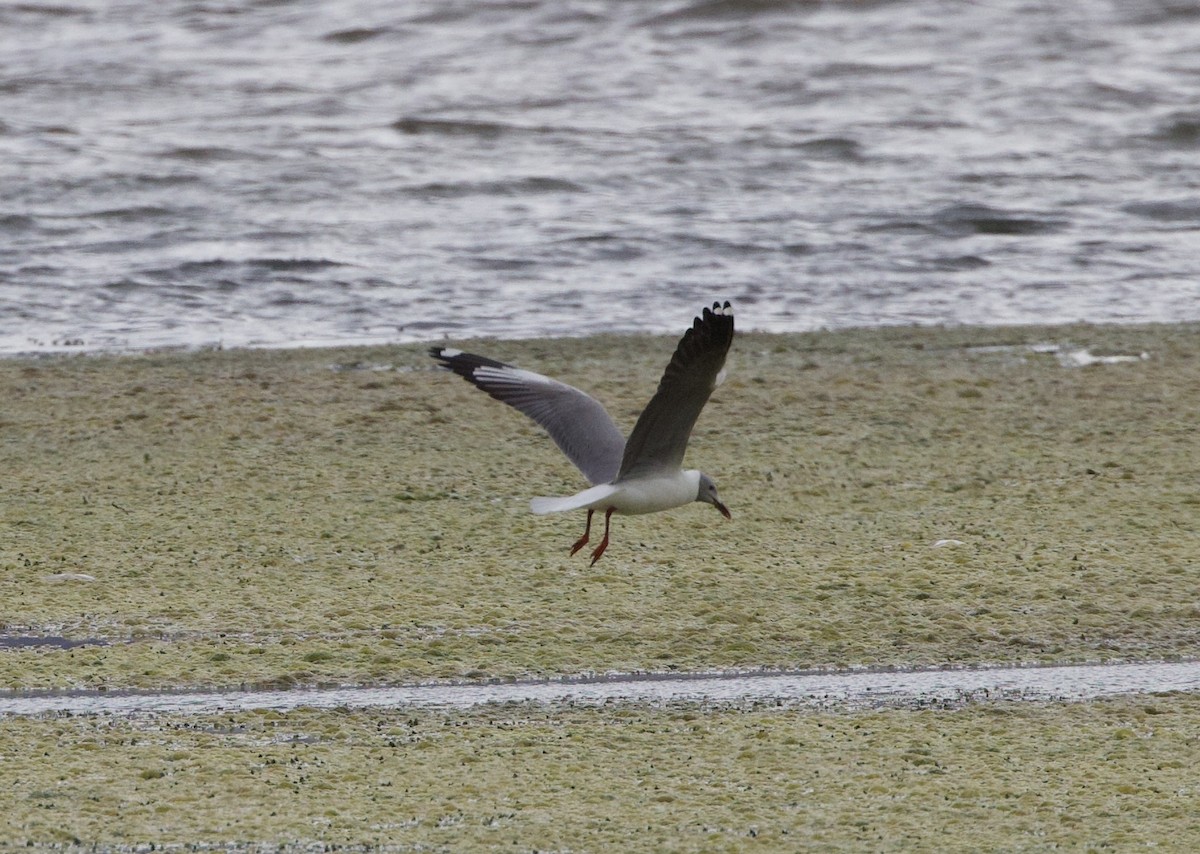 ズアオカモメ - ML646015259