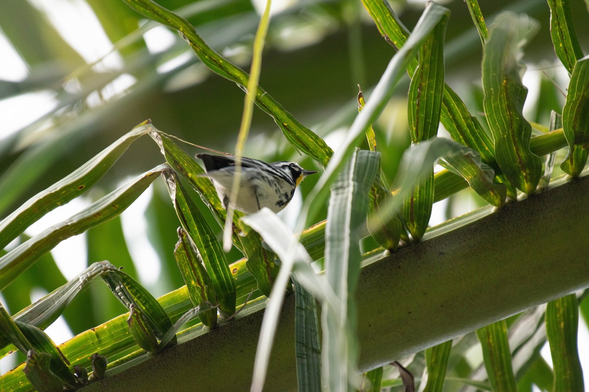 Goldkehl-Waldsänger - ML646015272