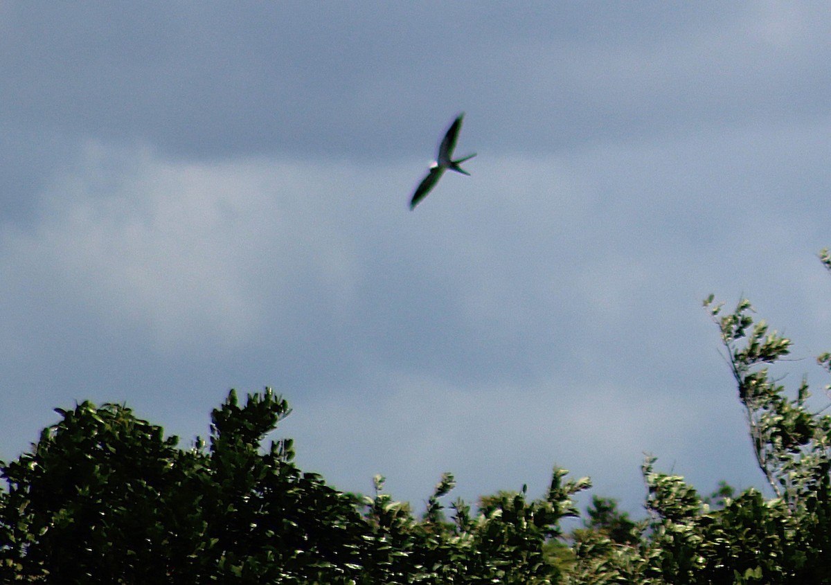 Swallow-tailed Kite - ML646015275