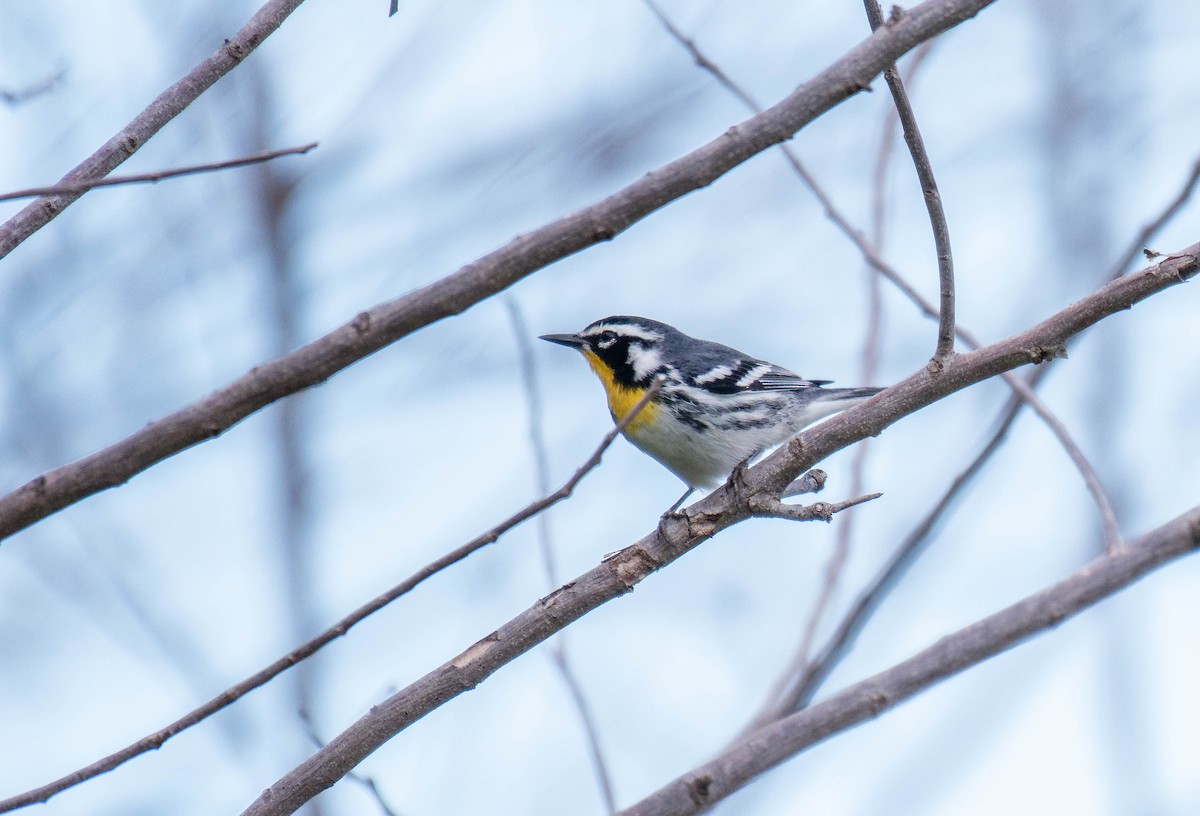 Goldkehl-Waldsänger - ML646015276