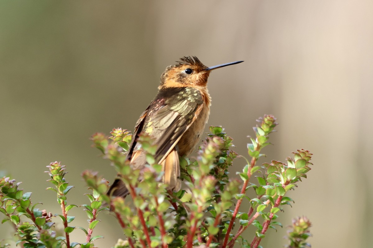 Shining Sunbeam - ML646015277