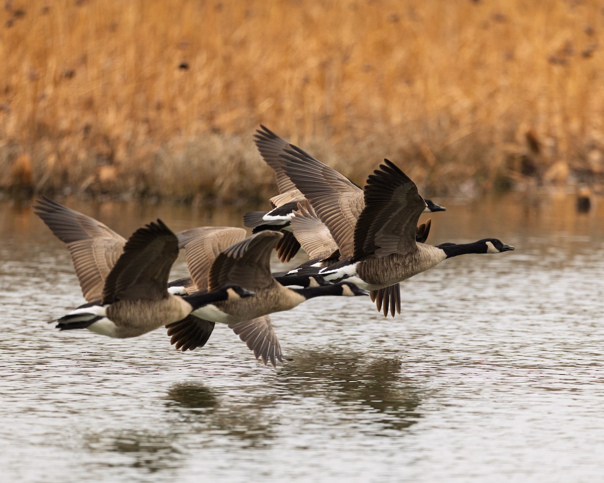 Canada Goose - ML646015281