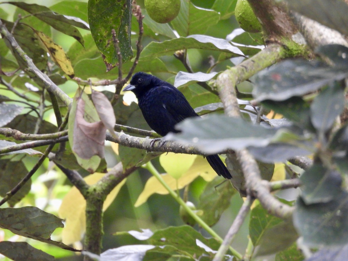 White-lined Tanager - ML646015283